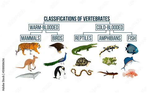 are fish invertebrates|Are fish reptiles birds and mammals classified as vertebrates or .